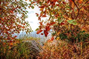 Autumn foliage in Shenandoah, Virginia