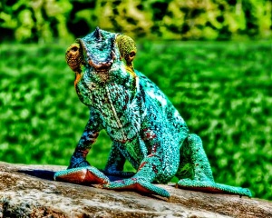 Oorana Mena Panther Chameleon Image