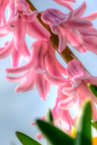 pink flowers, nature photo, macro, close up, angela b. pan, abpan, flowers