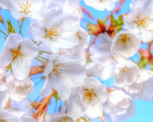 white, cherry blossoms, abpan, angela b. pan, washington dc, japanese, flowers