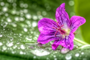 purple, flower, macro, close up, water droplets, nature, angela b. pan, abpan, hdr,