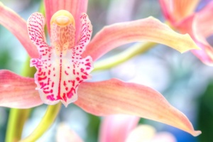 orchid, pink, macro, hdr, angela b. pan, abpan, close up, flower