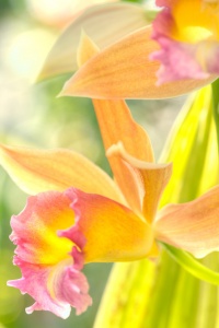 orchid, yellow, pink, angela b. pan, abpan, hdr, flower, macro, washington dc, botanical garden, photography, photo,