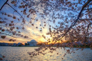 cherry blossoms, jefferson, memorial, sunrise, landscape, tidal basin, washington dc, hdr, photography, photo, travel
