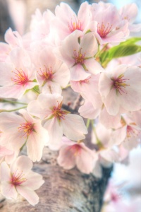 cherry blossoms, washington dc, japanese, tree, angela b. pan, abpan, hdr, nature, flowers