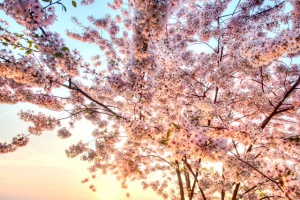 cherry blossoms, washington dc, travel, trees, hdr, photography, photo, tidal basin, sunrise