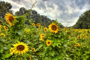 sunflower, field, maryland, southern, potomac, angela b. pan, abpan, mckee beshers, hdr, landscape, flower, sunrise