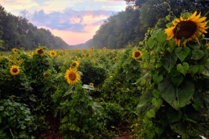 sunflowers, sunset, landscape, hdr, photography, photo, angela b. pan, abpan, maryland