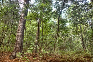 forest, first landing state park, hdr, landscape, angela b. pan, abpan, photo, photography,