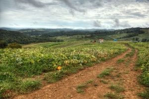 pumpkin patch, blue ridge mountains, apple picking, hdr, landscape, photography, photo, angela b. pan, abpan