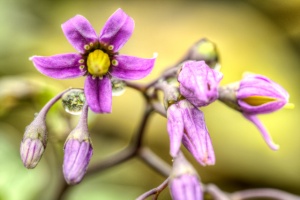 purple, flower, macro, droplet, angela b. pan, abpan, photo, photography, hdr,