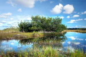 Mangrove tree in the Everglades, Florida