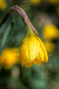 yellow, daffodil, macro, flora, drop