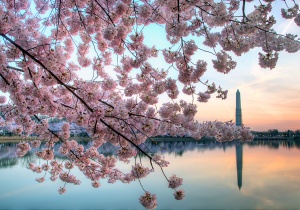 cherry blossoms, monument, sunrise, tidal basin