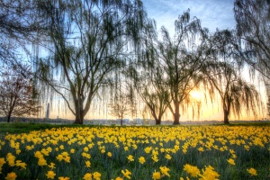 daffodils, sunrise, willow trees,