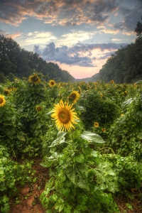 poolesville, maryland, sunflower