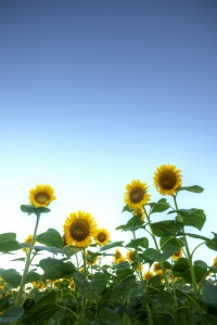 sunflowers, maryland, mckee-beshers, sky, united states, america, usa, flowers