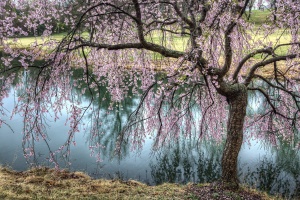 weeping cherry blossom tree, meadowlark, botanical garden