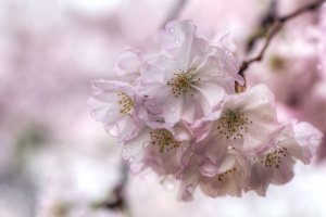 cherry blossoms, pink, washington dc, macro, rain, drops, trees,