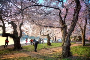 cherry blossoms, photographers, hdr, runners, tidal basin, washington dc,