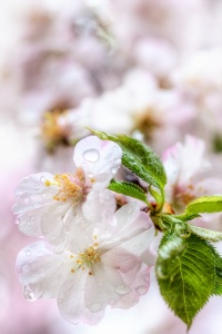 macro, cherry blossoms, close up, japanese, sakura, rain drops,