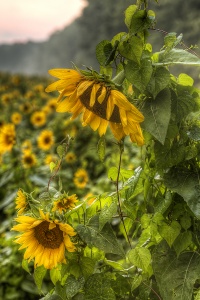 maryland, poolesville, sunflowers, rain, md, travel, flower