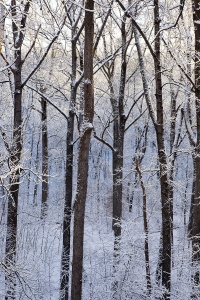 snow, trees, virginia, hercules, winter, va, trunks,