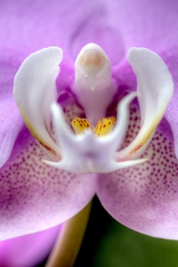 purple, orchid, flower, macro, us botanical gardens, washington dc, macro