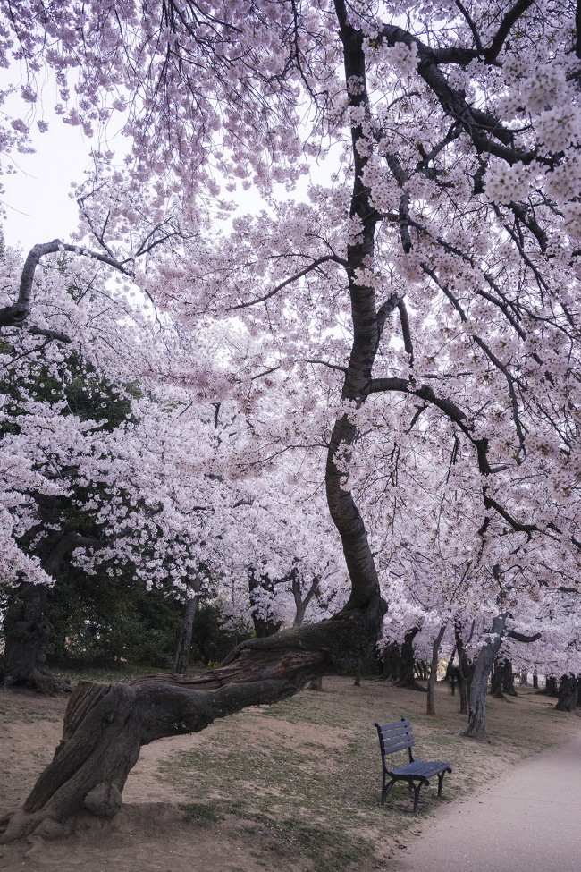 Cherry Blossom Branch, Washington DC